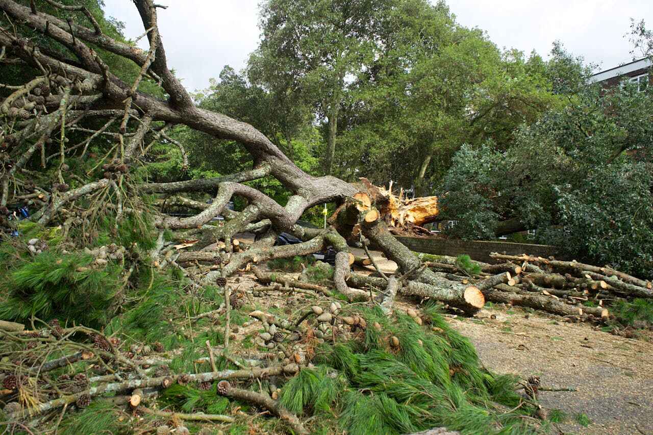 The Steps Involved in Our Tree Care Process in Glasgow Village, MO